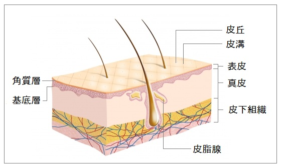 肌の真皮層のイラスト