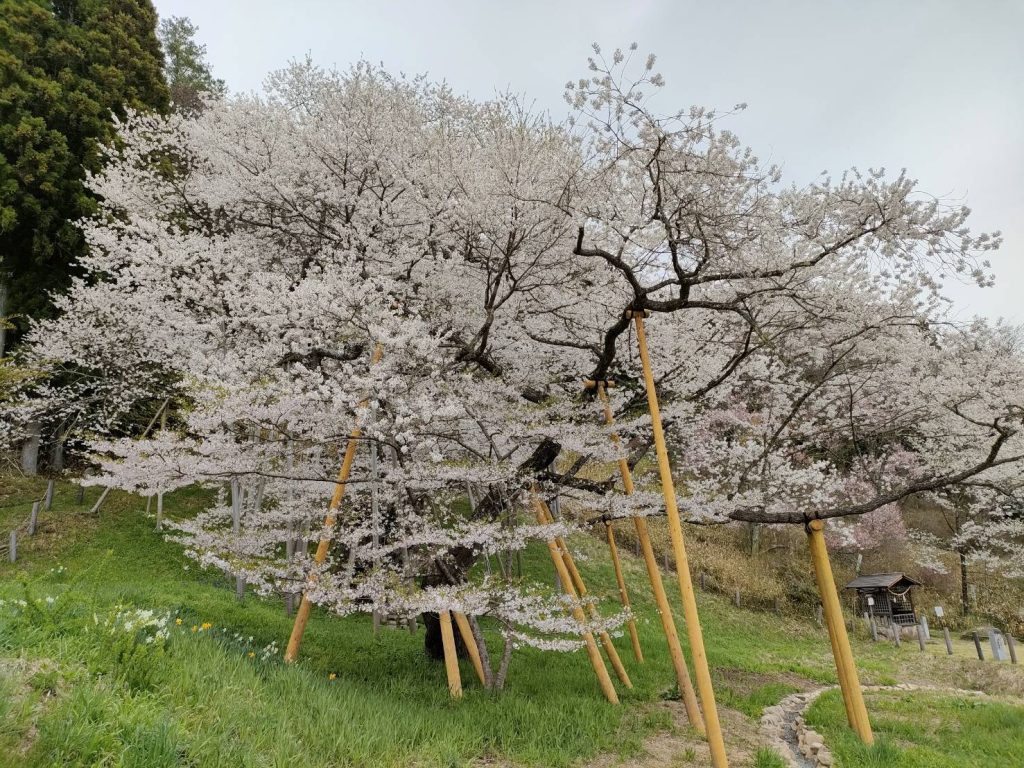 臥龍桜