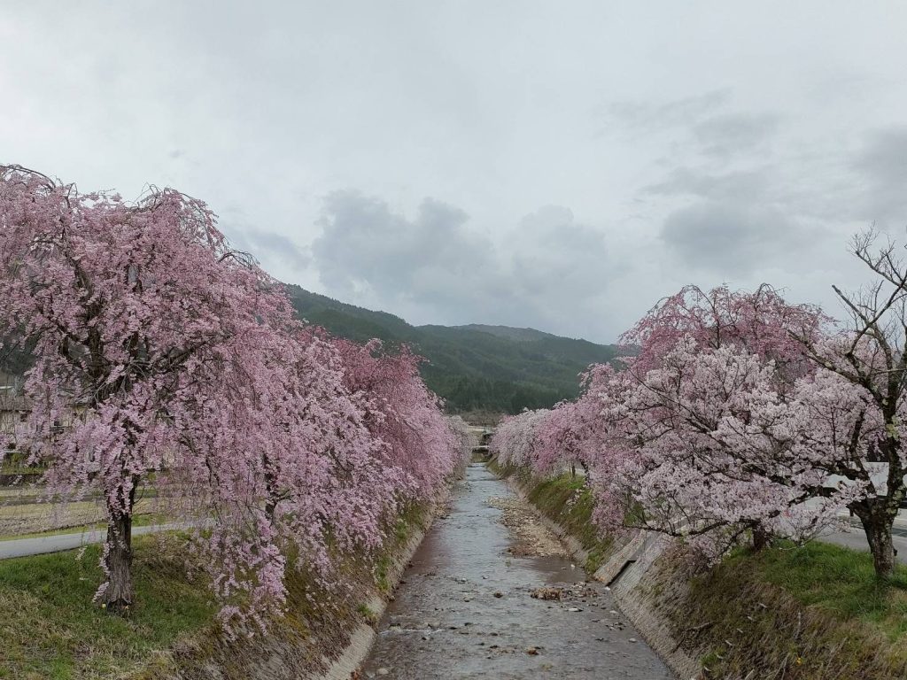 しだれ桜