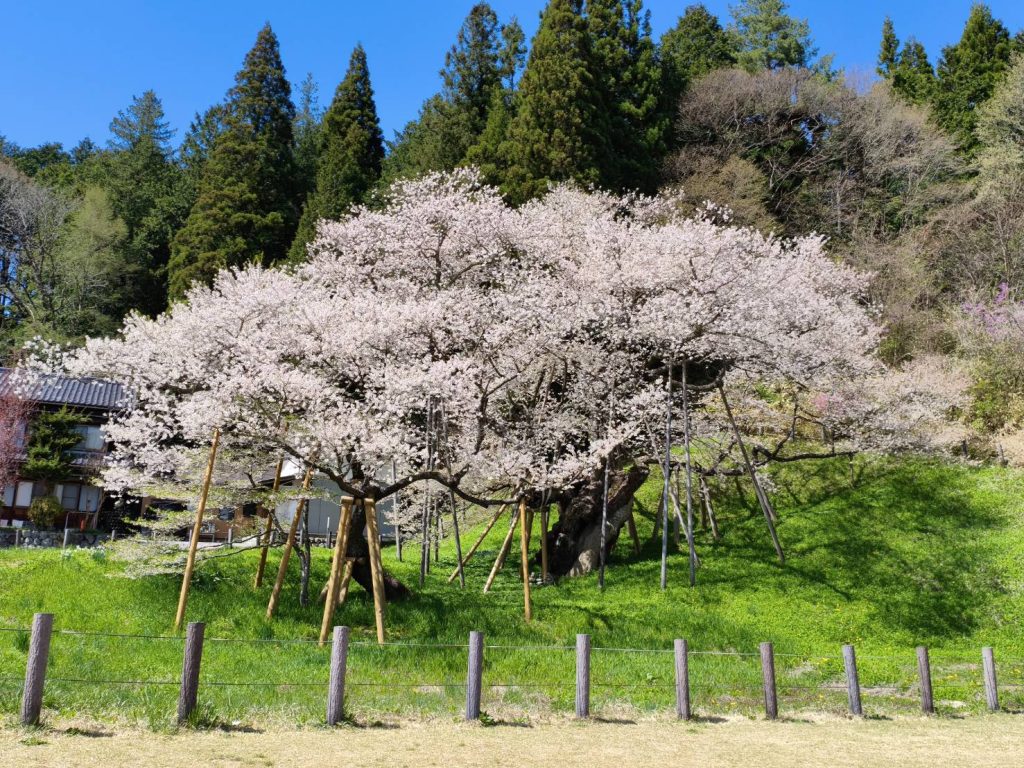 臥龍桜