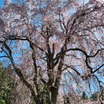 枝垂桜