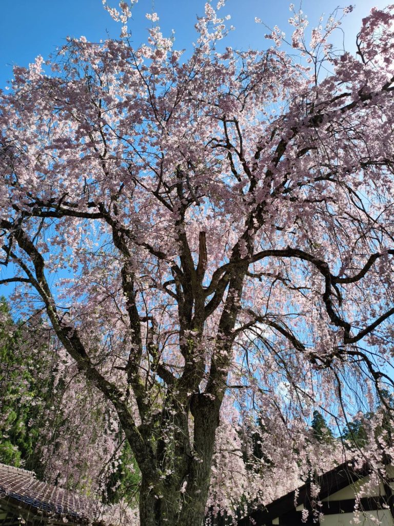 枝垂桜