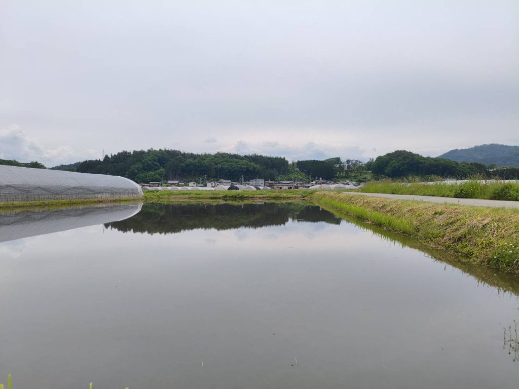 田んぼ
