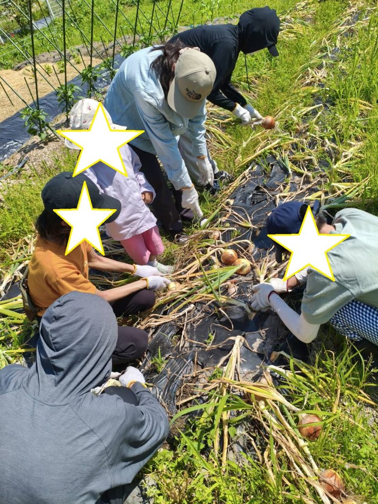 新玉ねぎの収穫