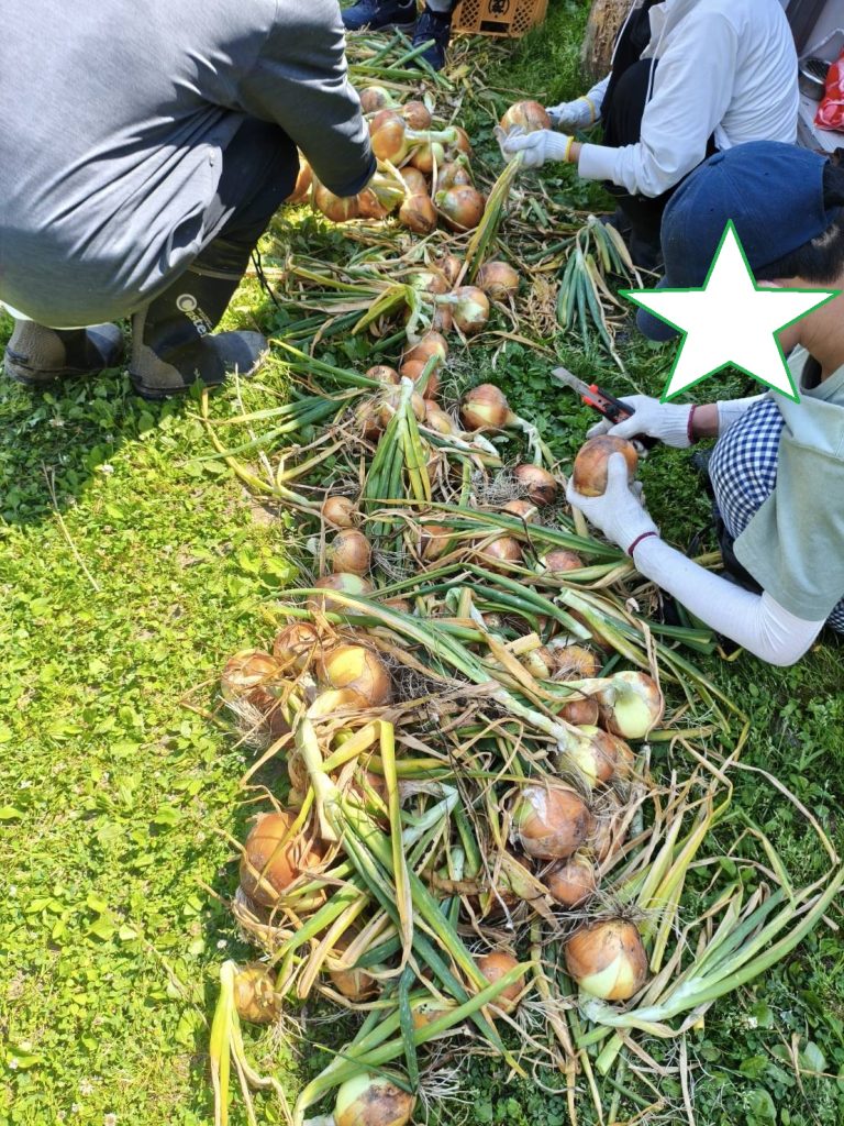 新玉ねぎの収穫
