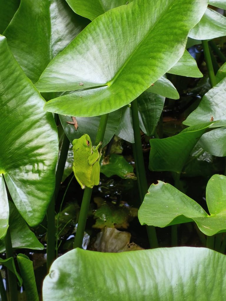 モリアオガエル