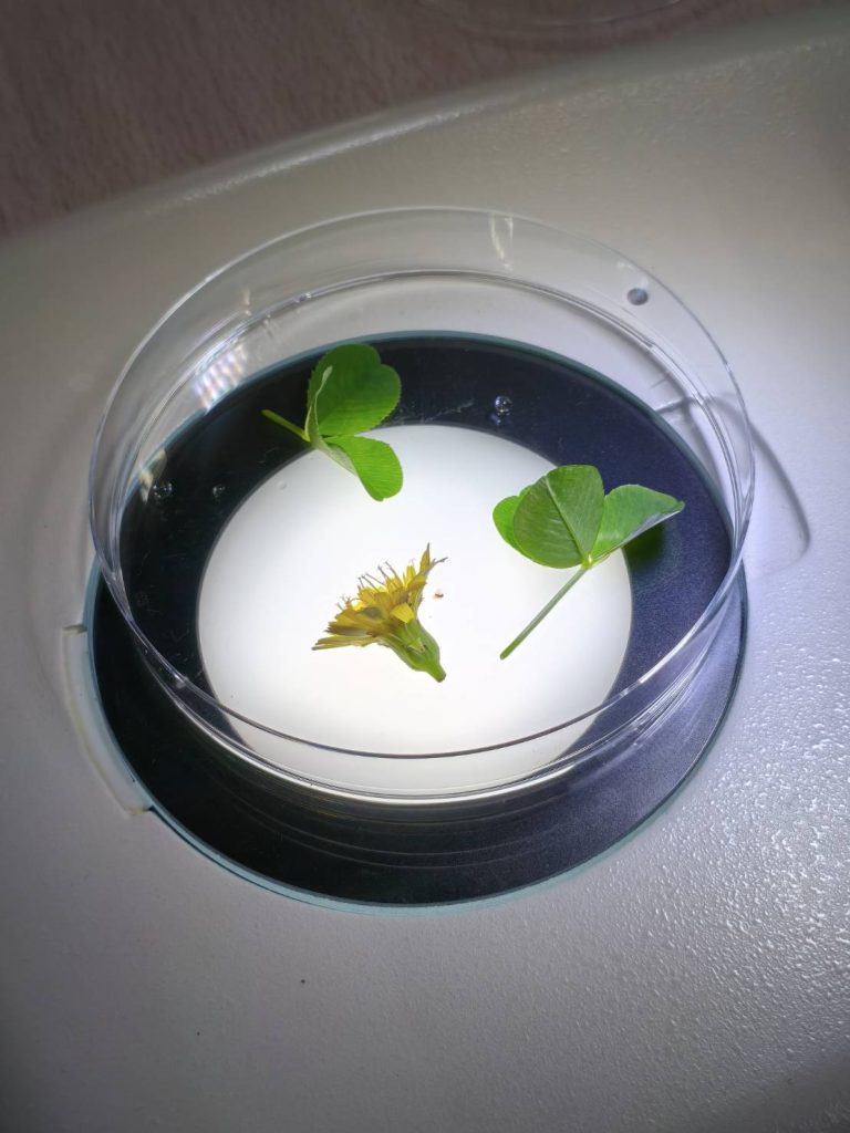 植物