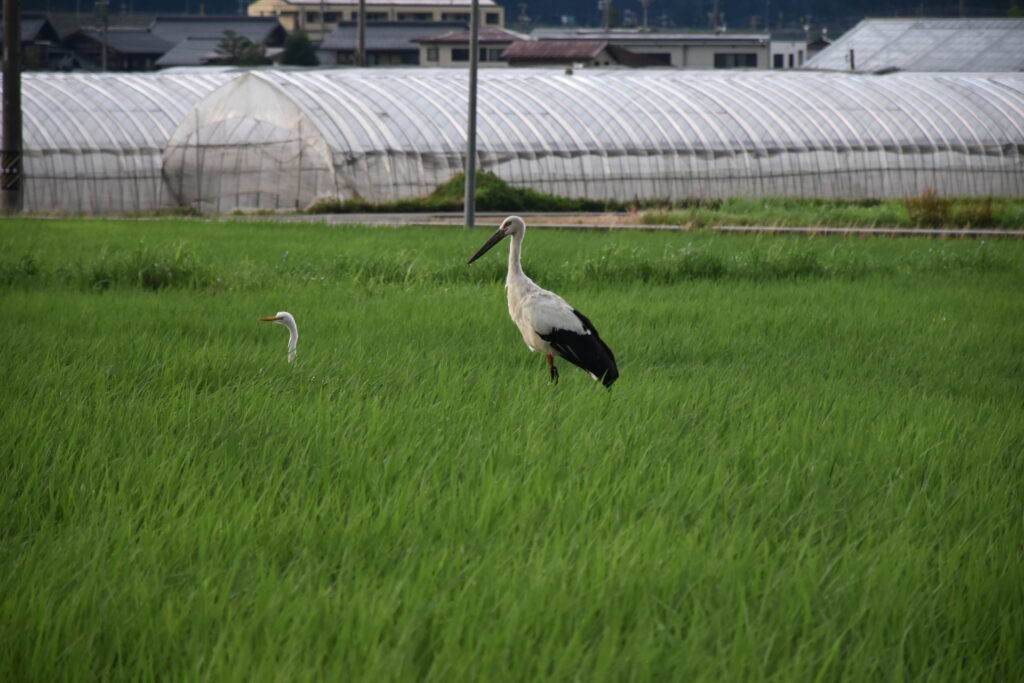 コウノトリ