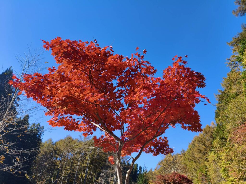 紅葉